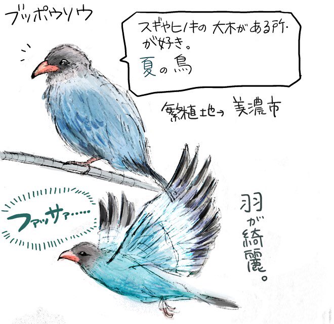 岐阜に関することを投稿していく ブッポウソウ 鳥 繁殖地 岐阜県美濃市 山梨県や宮崎県では天然記念物に指定されている とても綺麗な鳥 ブッポウソウ 岐阜 イラスト 鳥 動物 岐阜県美濃市 T Co 4gkznhttqg Twitter