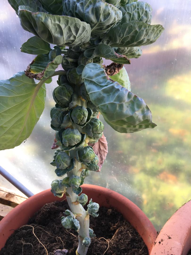 BankHall_care's tweet photo. #Christmas is getting closer here at Bankhall, we are getting prepared with our homegrown sprouts!!! https://t.co/cuSZZnY7Q9