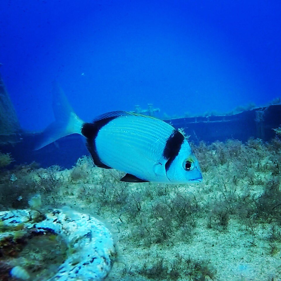victoriaeighty5's tweet photo. And some more from #Malta #diving #bluehole #inlandsea #fishyfriend 🐠 https://t.co/mBGMnYCz5x