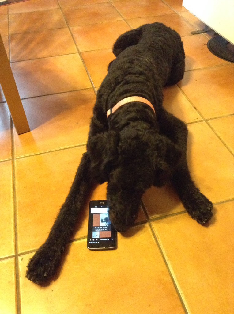PoppyDoubleU's tweet photo. Hatti - a dog for today, as she gets to grips with one of her presents. #classicsfordogs #hothousing https://t.co/YSLH39JHt4