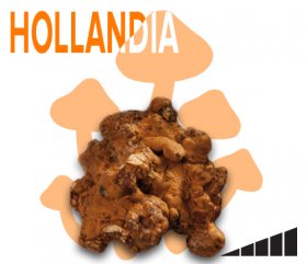 Cheriwalsh75's tweet photo. The Psilocybe Hollandia is a new, super strong magic truffle species. https://t.co/EPaqL8Wloo