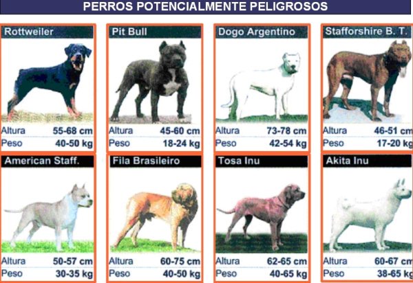 Un perro lo hace peligroso el dueño, aunque la ley obliga a que ciertas razas cumplan unos requisitos.

Por seguridad respeta la norma 🐶🐶🐶