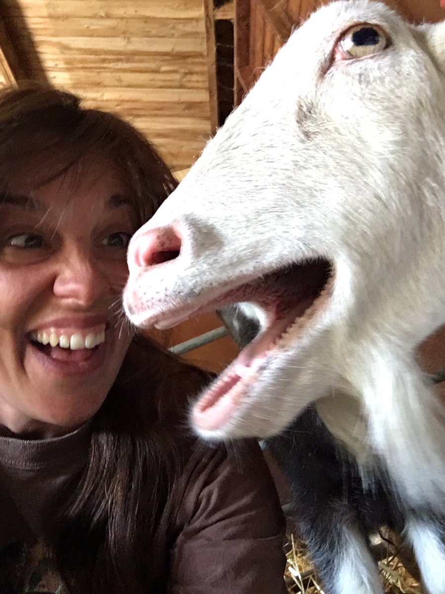 KTCityFarm's tweet photo. Get a #selfie with your favourite farm #animal this Sunday as part of #CIW2017 11-1pm free for all ages https://t.co/o5pifRw21V #GetInvolved https://t.co/4zuQMsh32e