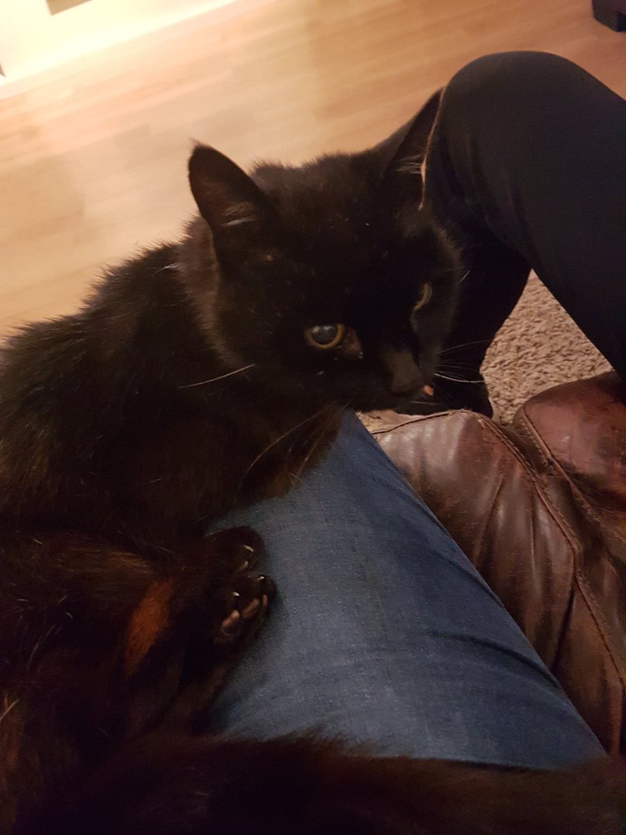 RubyRed_25's tweet image. 💔💔💔 Today I lost another best friend 😢😢 my Riley Piley