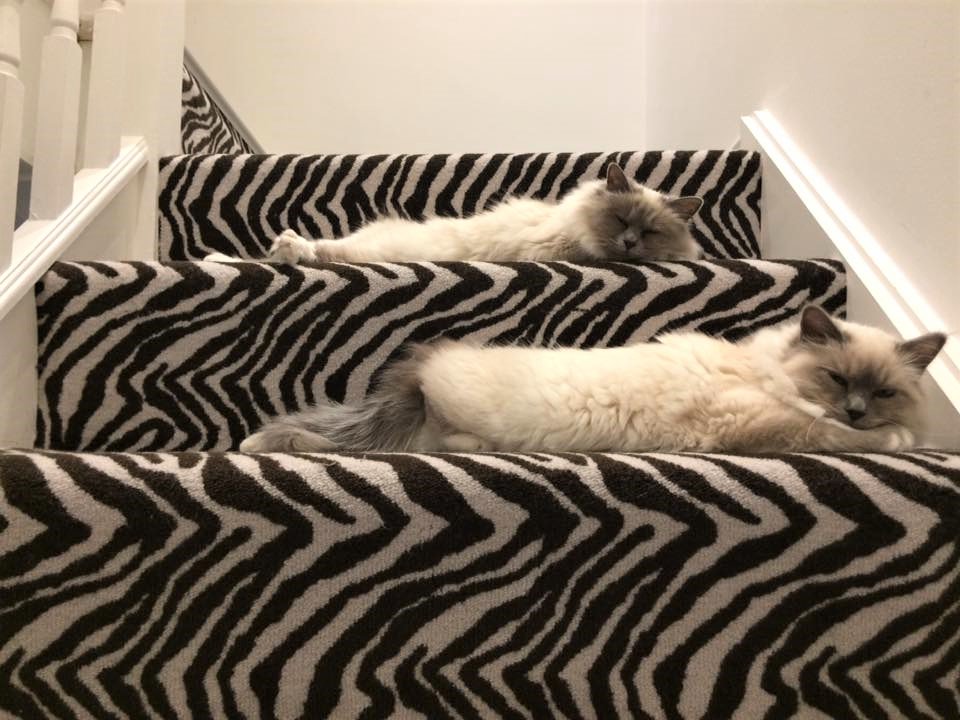 Animal Print Carpets tweet media