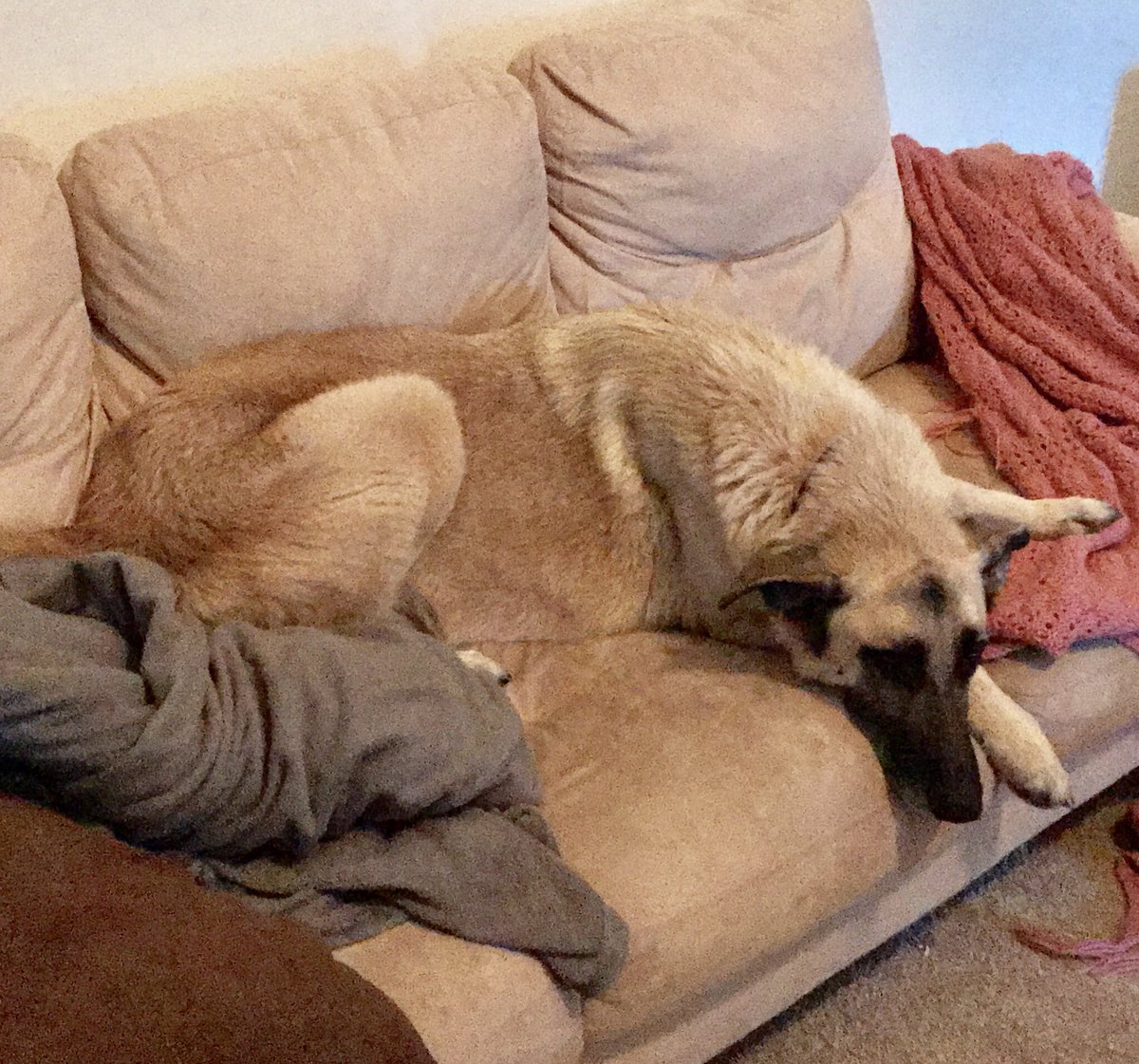 Baunsgarden's tweet photo. Please consider donating so that we can rid this stray angel of his nasty heartworms ❤️❤️
 https://t.co/4ksQJPaOZm https://t.co/LLOExmeHaA