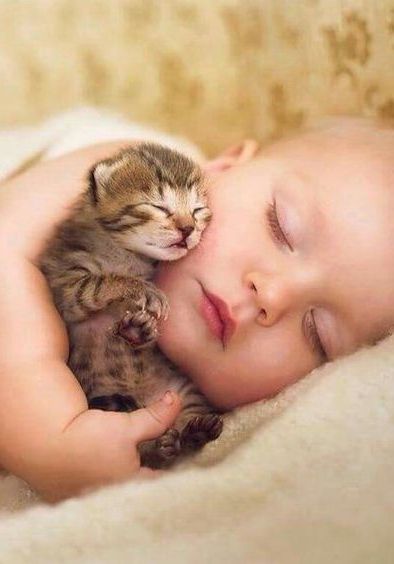Sweet dreams
#kitten #baby