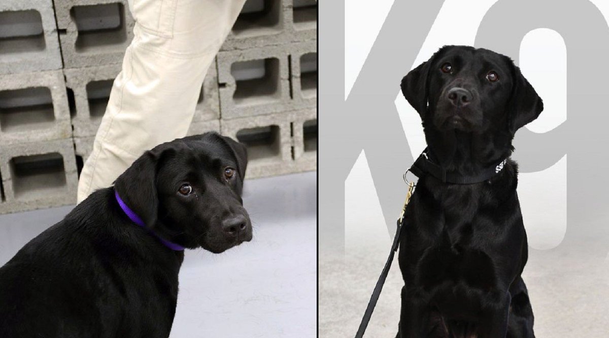 ladbible's tweet photo. Dog fired from the CIA because she'd rather play than sniff for bombs... https://t.co/V3FPiMLWEN https://t.co/kTD7dh0Jxe