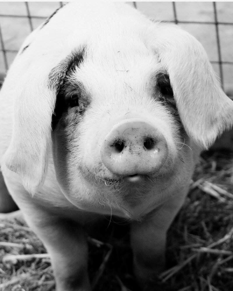 FishersFarmPark's tweet photo. @sussexbythesea1 do you think he's cute? #piggyfun https://t.co/iMyyUJ39Y7
