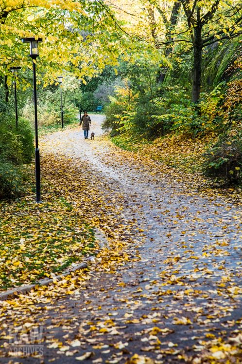 raw_archives's tweet photo. Vibrant yellows shine, when the sun peeks through the clouds. Skinnarviksparken, Stockholm

#Högalid  #Höst #Travelphotography https://t.co/aXm0yL3C5V