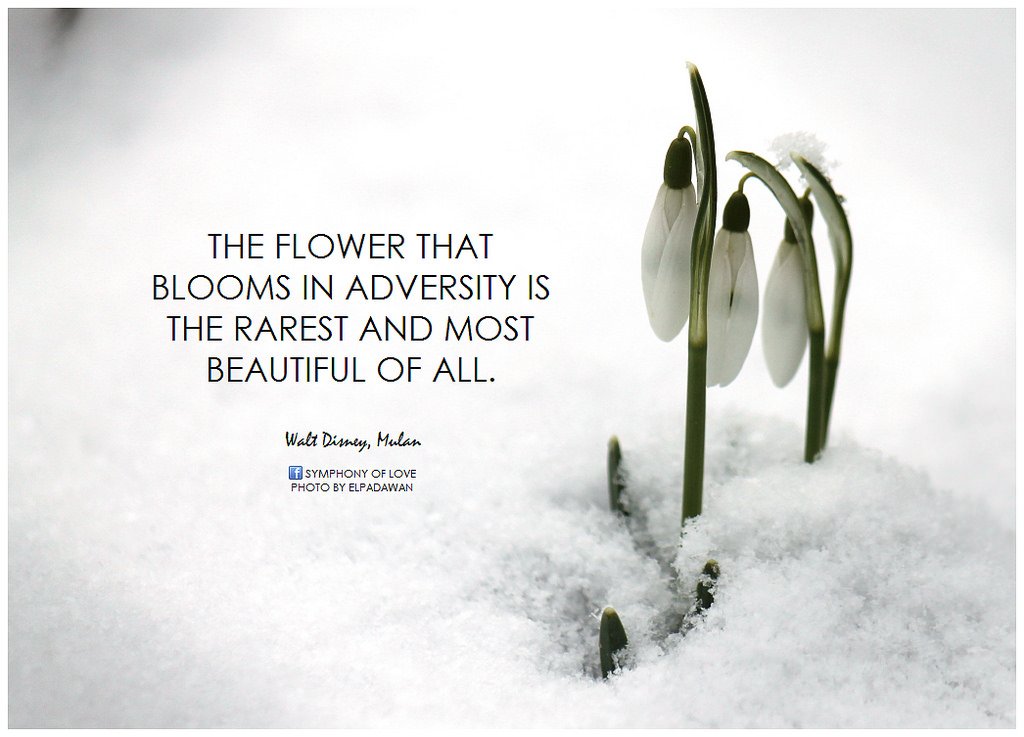vivid_nuest's tweet photo. #NUESTW1STWin Remember how NU'EST compared themselves with a flower that's taking its time to bloom? Well... https://t.co/u1VSdpDcto