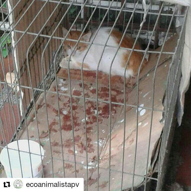 gacusb's tweet photo. Ayudemos a Pepito!🙏#CasoDeTerceros #Repost @ecoanimalistapv with @repostapp
・・・
#CasoTerceros
El es Pepito, es un… https://t.co/woWDfeuyQO https://t.co/ktjjpQ3g4B