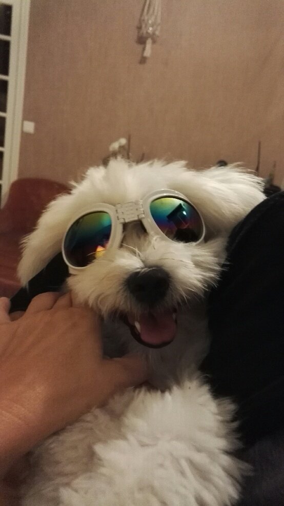 DrXCham's tweet photo. Mon iench c'est un guignol mdrr on dirait moi le samedi soir https://t.co/J9rh2r815z