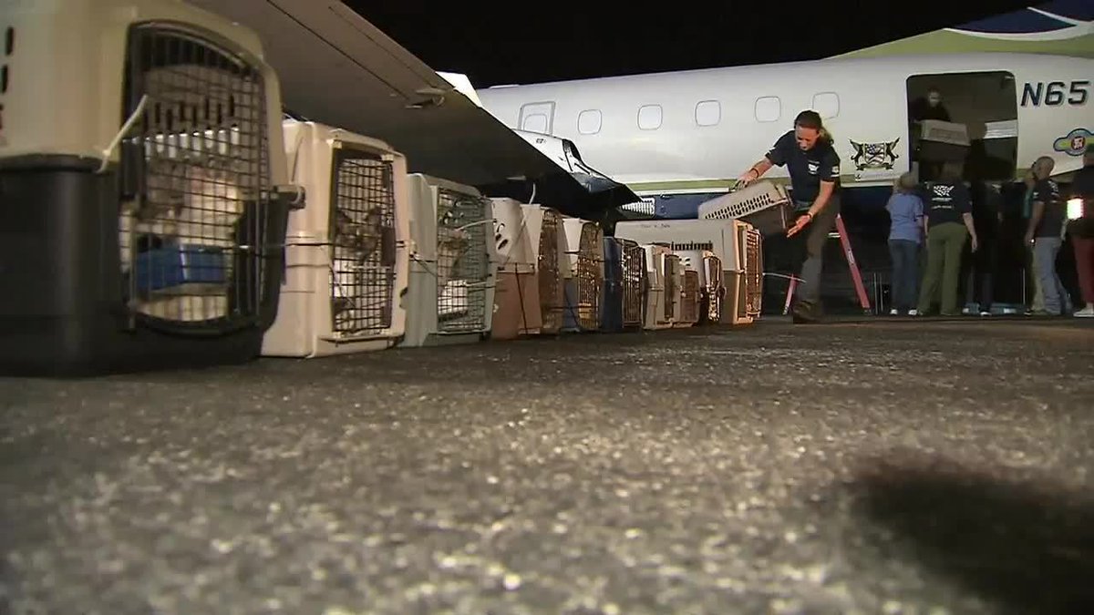 100 dogs, cats from Puerto Rico arrive in Fort Lauderdale bit.ly/2gm4fEG?source… https://t.co/JzfQoamXiF