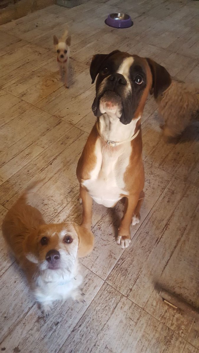 Amanecer_Animal's tweet photo. ¡Cheis os saluda! #MueblesBoom #salvarlos #Adopta #1foto=1kgdePienso https://t.co/PJiEtNZSzV