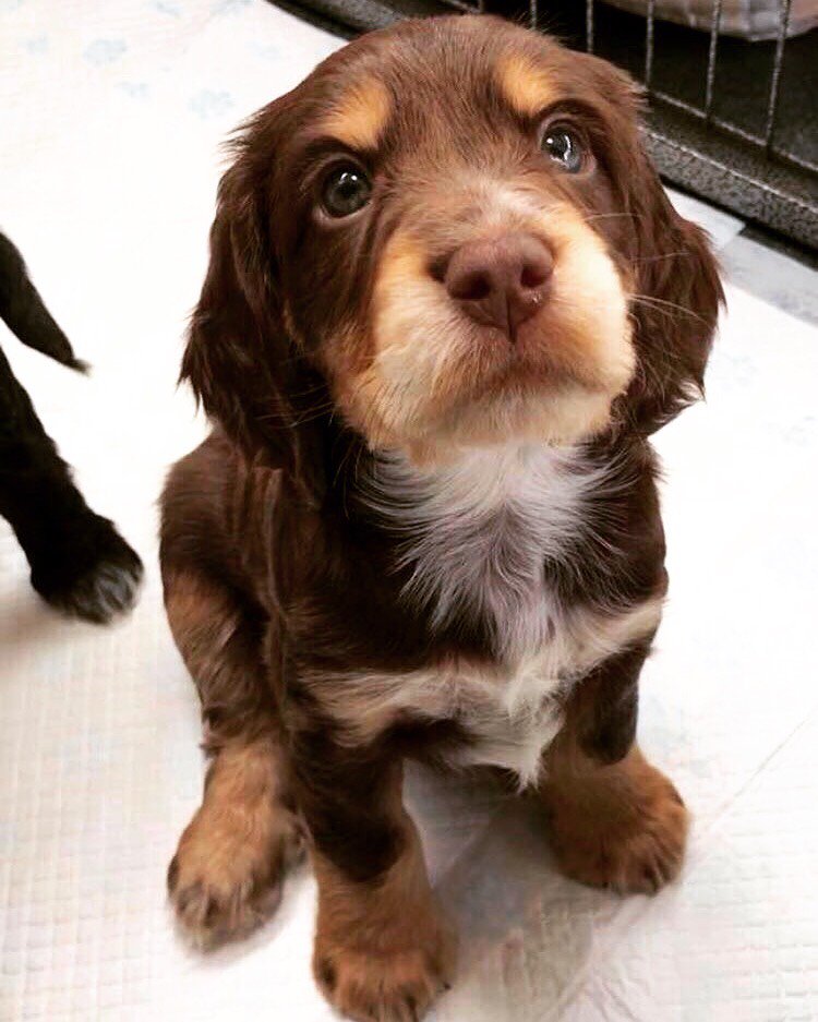 Meet Gus! The newest member of the City Stay team! 😍 ... you may be greeted by him when visiting our office!
.
.
#officedog #workdog