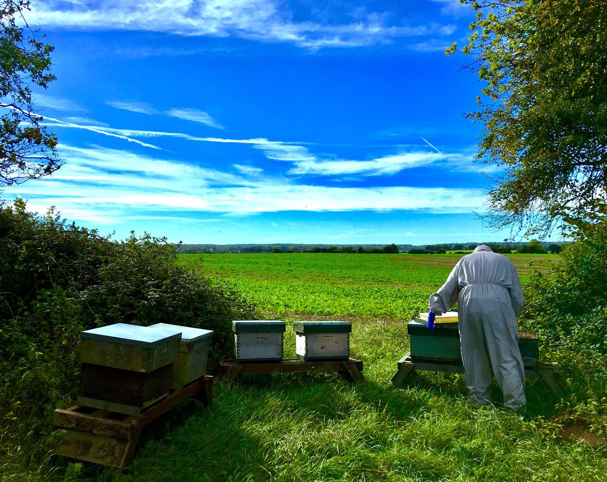 BeckysBees's tweet image. Lovely Weather the Other Day at One of our Sites. #beefarming #beckysbeezzzs #honeybee #bees #apiary