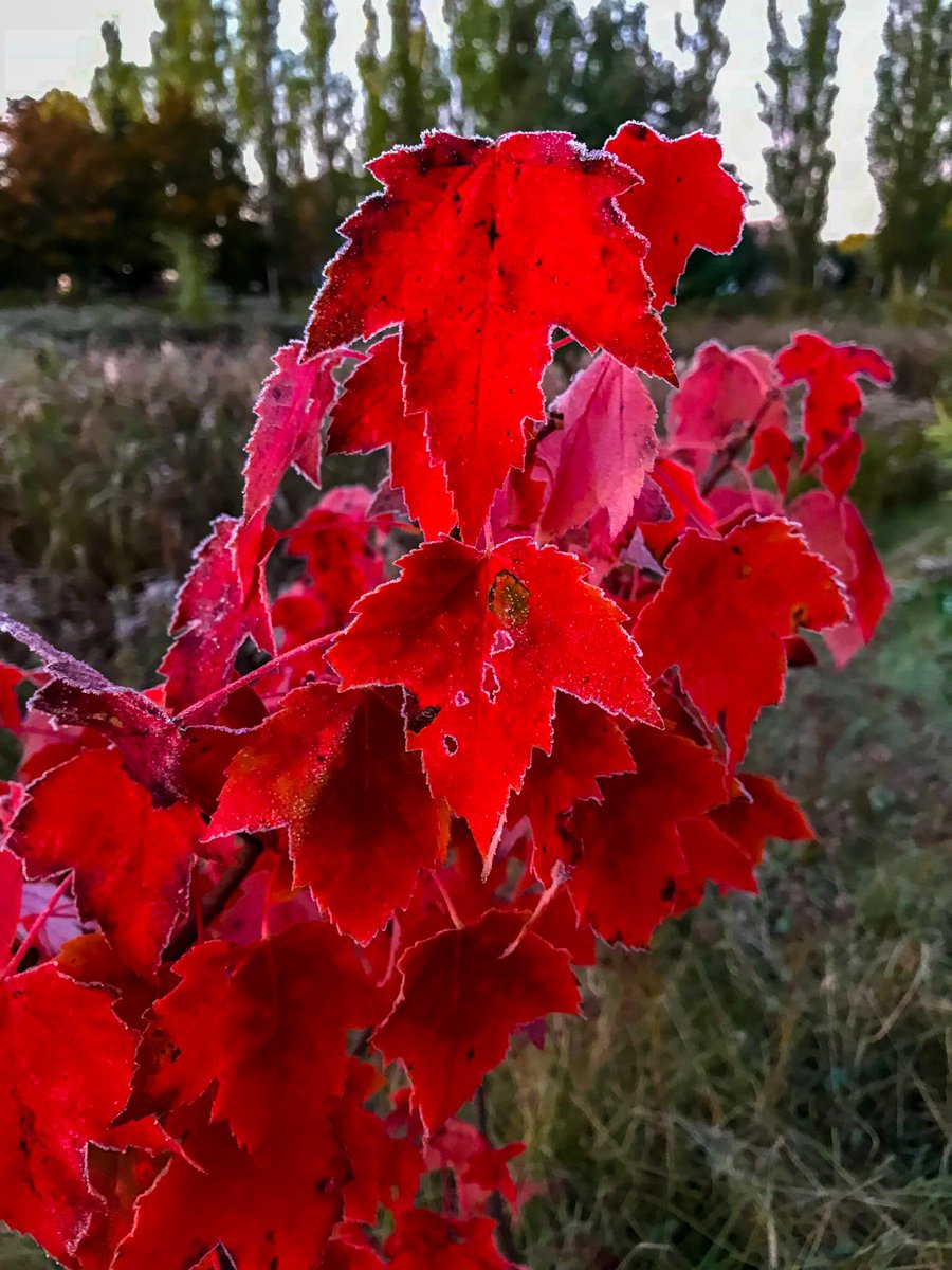 winstonmaund's tweet photo. Frost on the maple leaf. A walk on the Stratford trail. #stratfordpei trailspei #photographypei #cbcpei #fallonpei https://t.co/DJUCfXdEkm