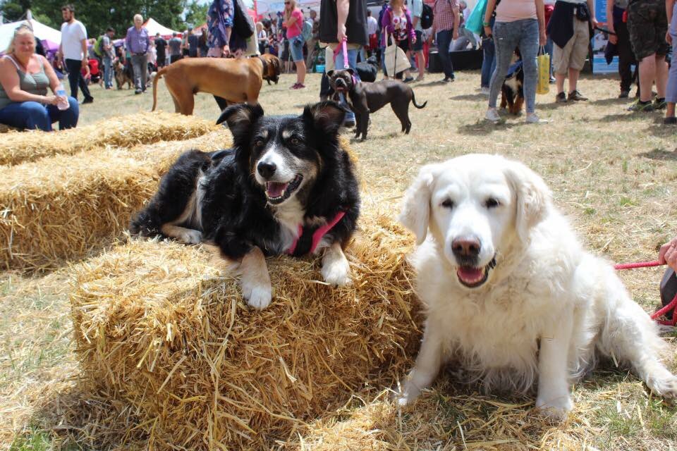 d7_lisa's tweet photo. @DogfestUK And we met @mollythegoldie1 #fitzfriends #bionics https://t.co/DlGN8y4iOh