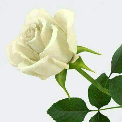 s555s99's tweet photo. #صورة_ملف_شخصي_جديدة https://t.co/g3Bl5yAIas