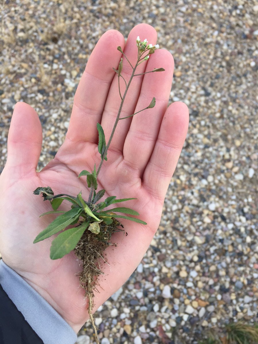 TruemanBeth's tweet photo. Winter Annual Weeds (like stinkweed)germ in the Fall &amp; grow into early winter-They survive under snow &amp; continue growth in Spring #GrowTeam https://t.co/EwXziRqfzk