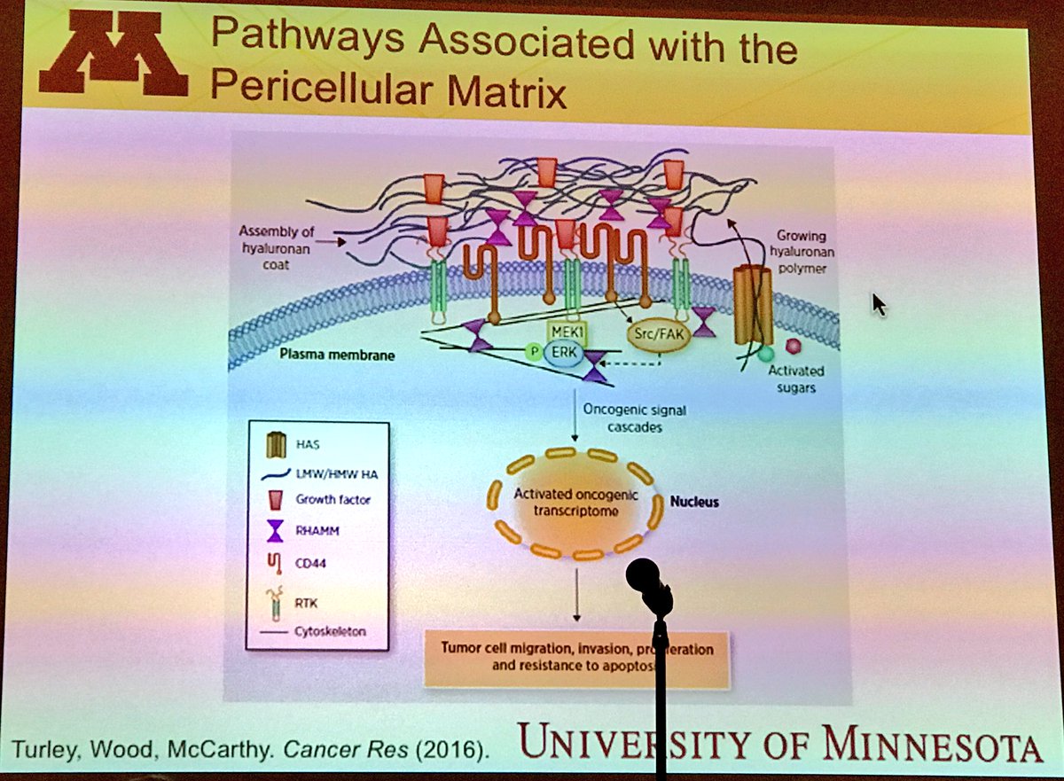 ara_anderson's tweet photo. Wood highlights his paper in @AACR Cancer Research on pathways associated with pericellular matrix https://t.co/OmAZoT8LqV #2017PSON https://t.co/WLVbleQlTk