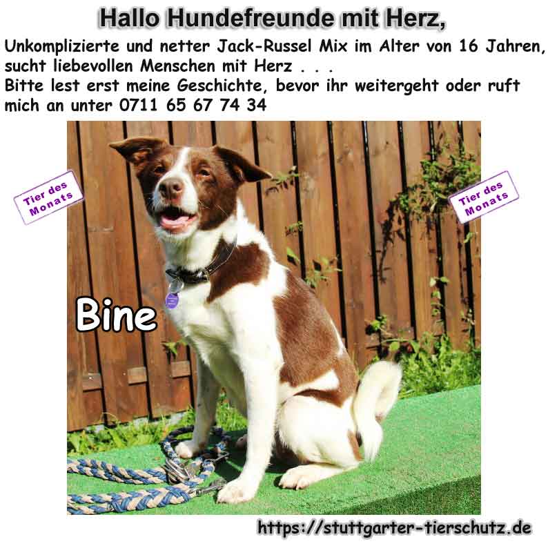 Tierheim_Stgt's tweet photo. Senior Jack-Russel-Mix sucht liebevollen Menschen ... Bevor du "nein" sagst, lies bitte meine Geschichte https://t.co/gbWQja3ZbH https://t.co/LvSuw2CAqO