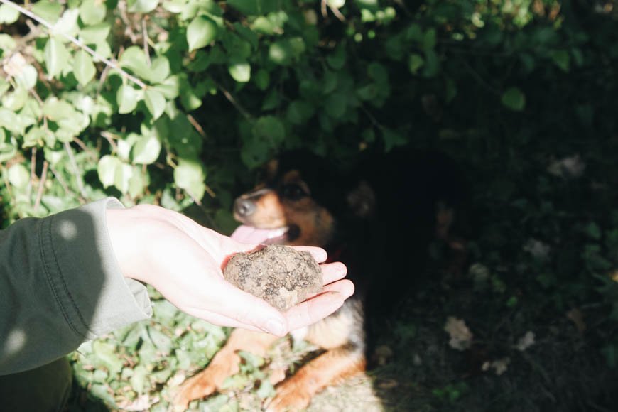 kailayu's tweet photo. A special highlight of this trip was our truffle hunt with the truffle hunting dogs at @prodantartufi @Visit__Croatia #visitCroatia https://t.co/d3vIxMuvVF