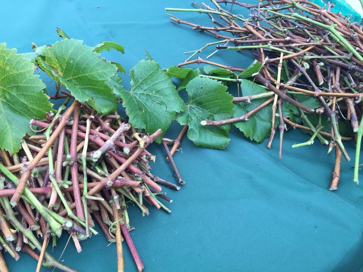herd_theword's tweet photo. Spent an hour transforming grape #vines into kindling - like to think of it as prudent pruning #reuse #savemoney https://t.co/pFg7wNogjI