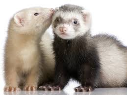 HillClements's tweet photo. next they'll be telling that #ferrets have fallen foul of this #whatevernext https://t.co/NMHgj2KY5W https://t.co/wS6dGASjrP