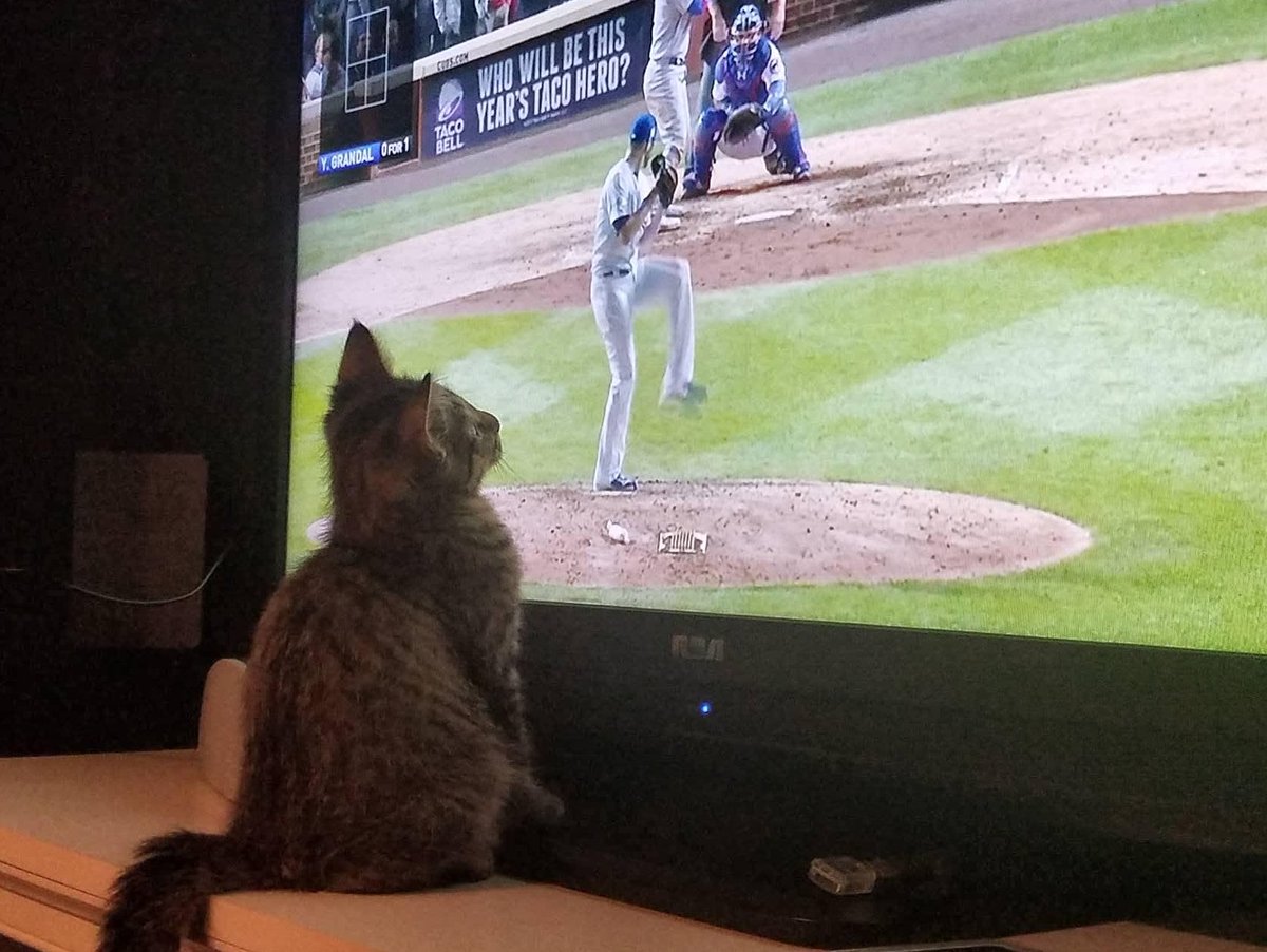 KristinaMLawyer's tweet photo. 11-week-old Shep is already a @Cubs fan. #kittenstuff #kittens #meowcury4 https://t.co/uwEpccRD3r