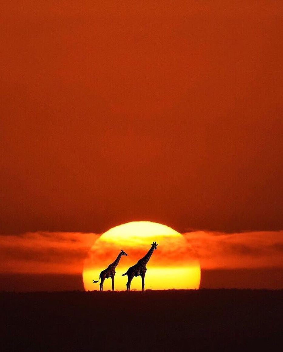 iloveplaneta's tweet photo. Roaming the Plains of Africa ☀️
#MaisPlaneta #PlusPlanet
Photography by © @umutkiziltan https://t.co/MaKoL1LAVU