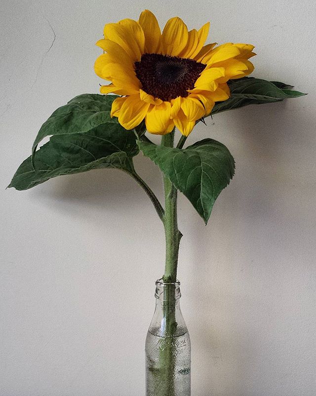 "Signora le assicuro: il mio girasole beve solo cedrata Tassoni"
:-)
Dissetiamo tutti! #Tassoni
Grazie a 📷: <a href="/red/">(RED)</a>.label