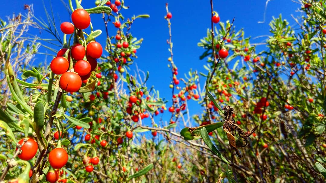 erotiqraft's tweet photo. Wolfberry are starting to really pop up! These are a native cousin of goji berries. They're great fertility boosters and #aphrodisiacs! ♥️🍓💋 https://t.co/jDaoFL9e9S