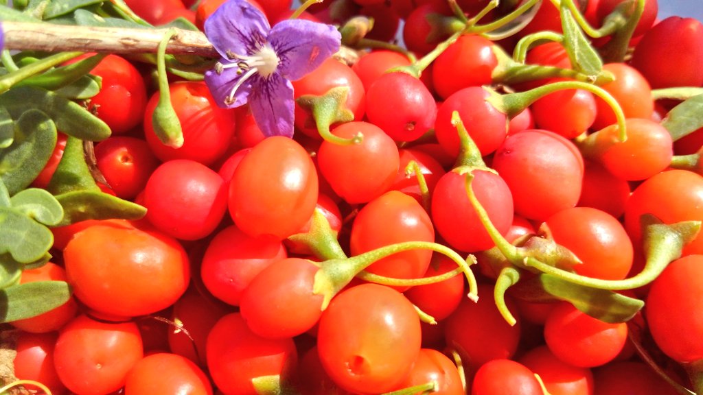 erotiqraft's tweet photo. Wolfberry are starting to really pop up! These are a native cousin of goji berries. They're great fertility boosters and #aphrodisiacs! ♥️🍓💋 https://t.co/jDaoFL9e9S