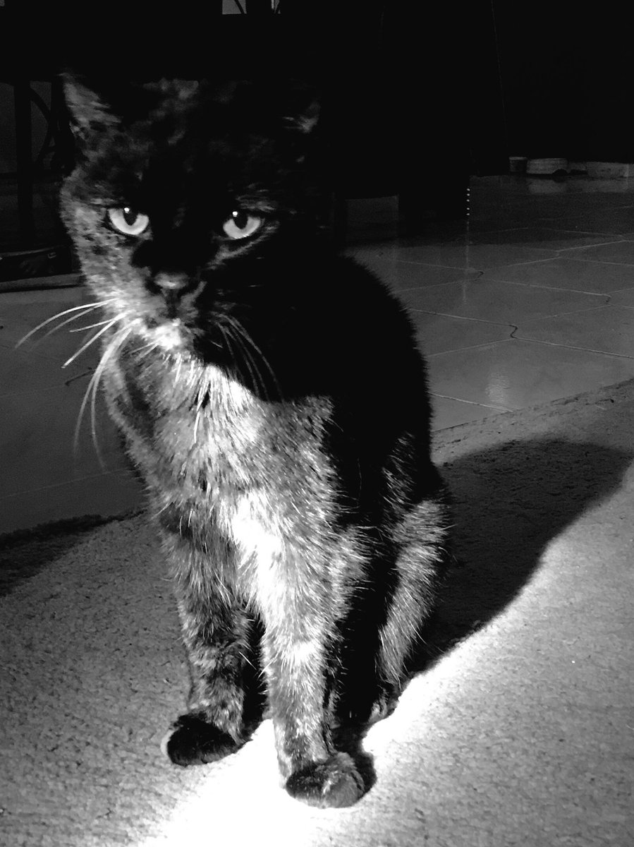 GoldfingerCat's tweet photo. I killlll you. #CatsOfTwitter #sleeptight #nottheface #humanbacon https://t.co/qWyN7GODma
