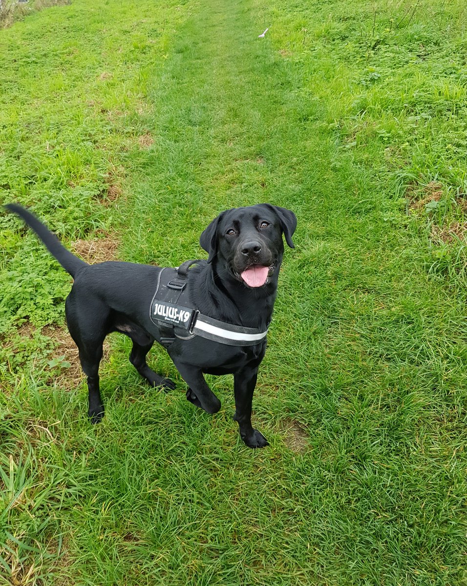 BlazeTheLab1's tweet photo. #Fetch #Thedowns #Morningwalk https://t.co/wgFF5aqgxN
