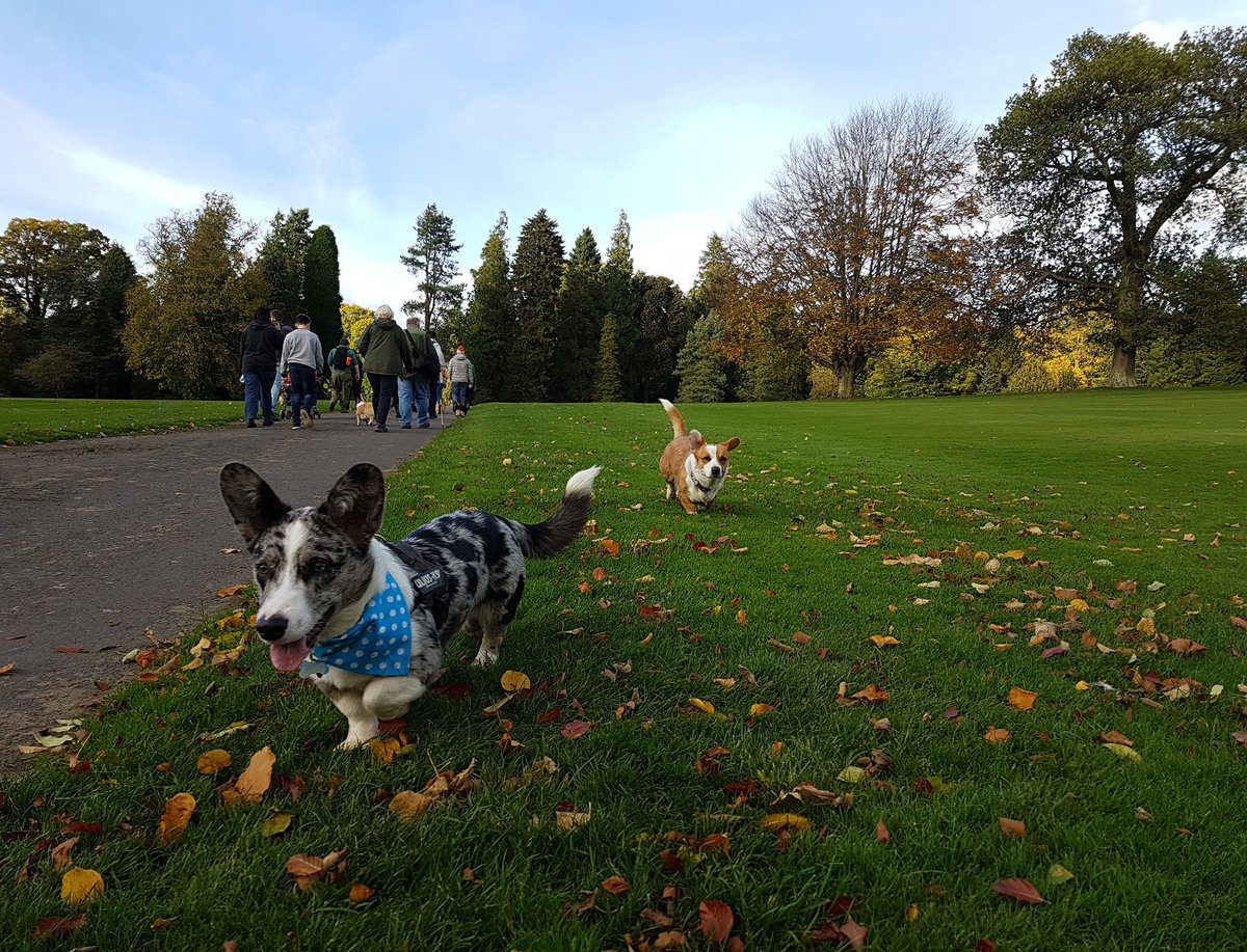 RuePup's tweet photo. Catching up with my corgi pals last weekend #corgioverload #ukcorgiclub #meetup https://t.co/br7OiwUHkY