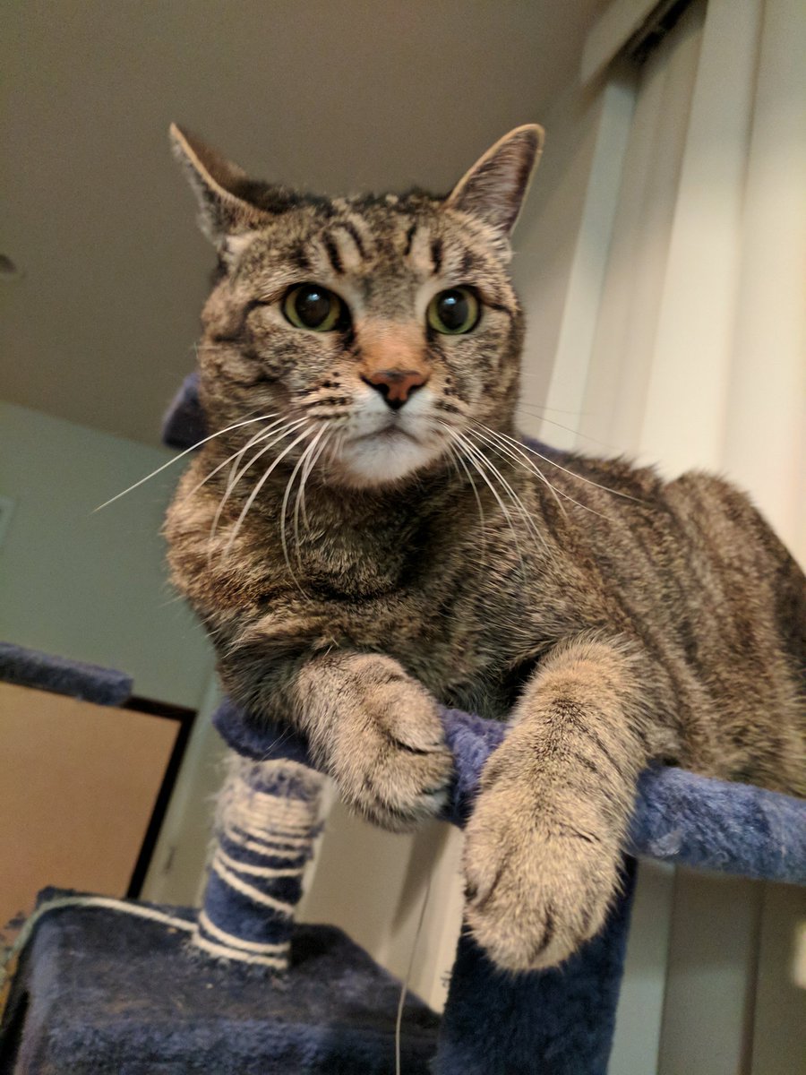 fuzzing_panda's tweet image. #shellcon2017 is here. Are you ready?

Can't wait to see people IRL!