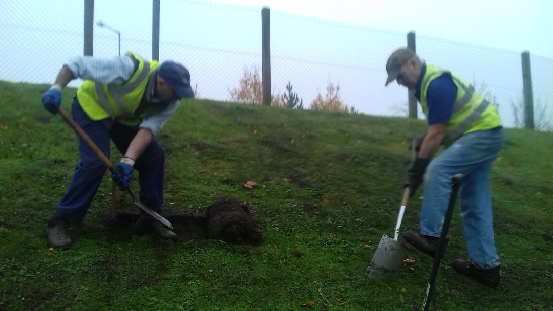 Aylsham Rotarians busy preparing ground at Bure Valley Railway ready for a wonderful display of purple crocuses to highlight Purple 4 Polio