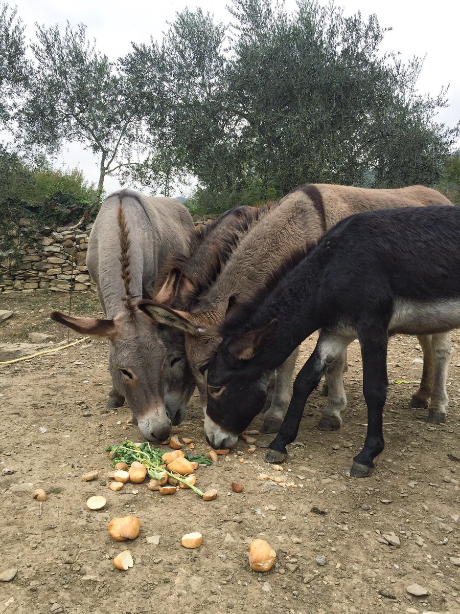 chiedialladani's tweet photo. L’agriturismo #Casottane a #Borgomaro è un meraviglioso viaggio nella natura, nel gusto, e... nel passato! Davvero imperdibile #LamiaLiguria https://t.co/dzVXEx1Exw