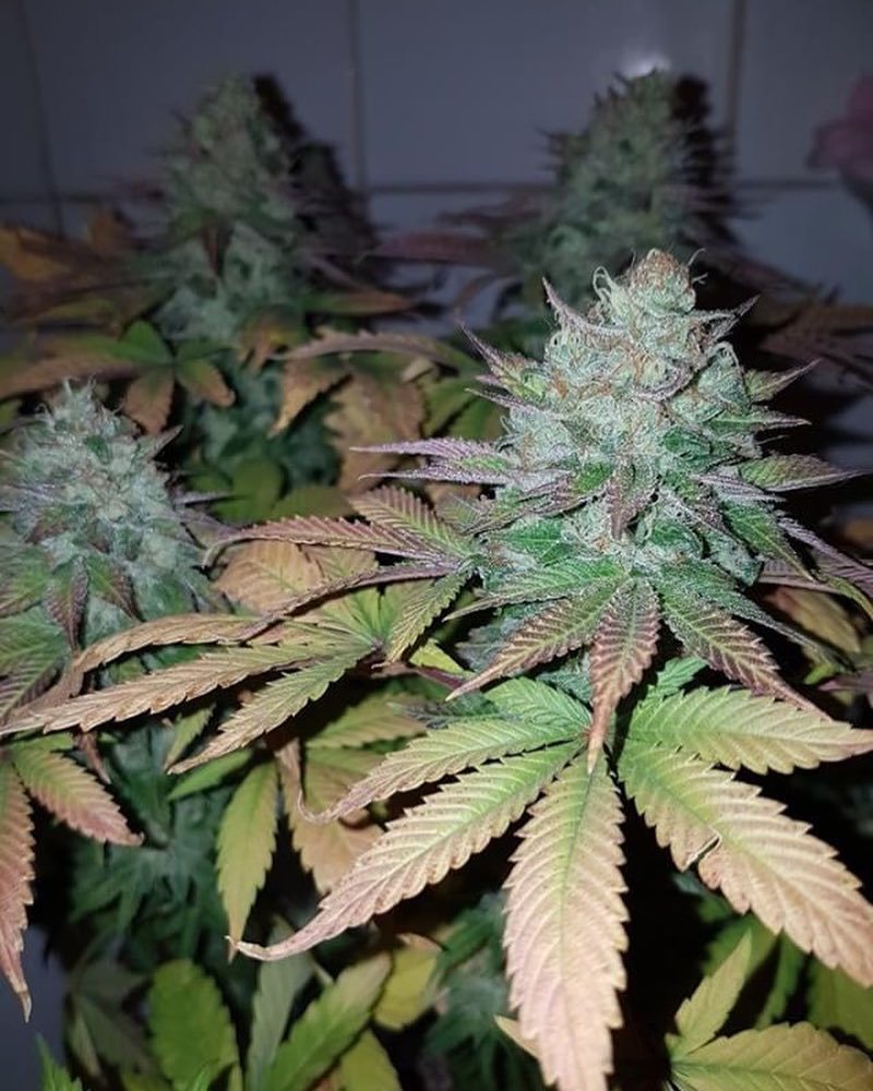 420storecl's tweet photo. #raspberrycookies 🍓🍓🍓🍓🍓🍓🍓🍓🍪🍪🍪🍪 #cannabiscommunity #420seeds #bestofbreed #highlife #dank #dope #kushlife www.420st… https://t.co/MjGQCoA9fS https://t.co/3LyXqWzXwh