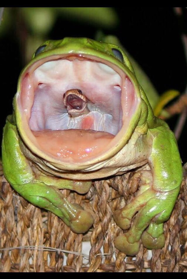 RonTofer's tweet photo. Snakes never see it comin till it’s too late https://t.co/zFQJXY4oHC
