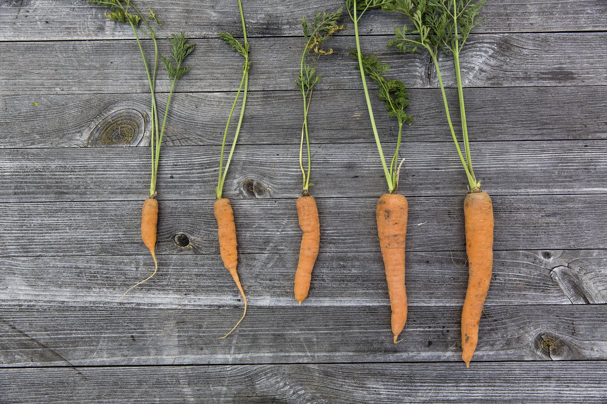 basil_grower's tweet photo. Where to find seeds and seedlings if you are just starting with urban farming:

> https://t.co/X7apdFjURO https://t.co/jw5y9h5Z4P