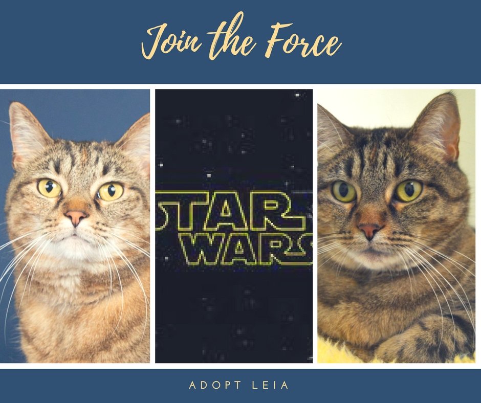 Want to be one with the Force? You can! Princess Leia  awaits you at DCACC!
dupageco.org/AnimalControl/…
#PetPickThursday #MayTheForceBeWithYou