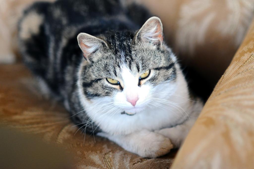 #3ThingsNeverToDiscuss
1. the vacuum cleaner
2. a lack of cat treats
3. the vacuum cleaner again