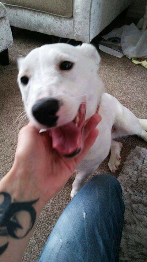 AnimalAidIntl's tweet photo. From pregnant on the streets of Romania to a loving forever home in the UK! Mama Sabrina came by to say THANK YOU!  https://t.co/xTjr5kyNKq https://t.co/u5zY1Jq6wr