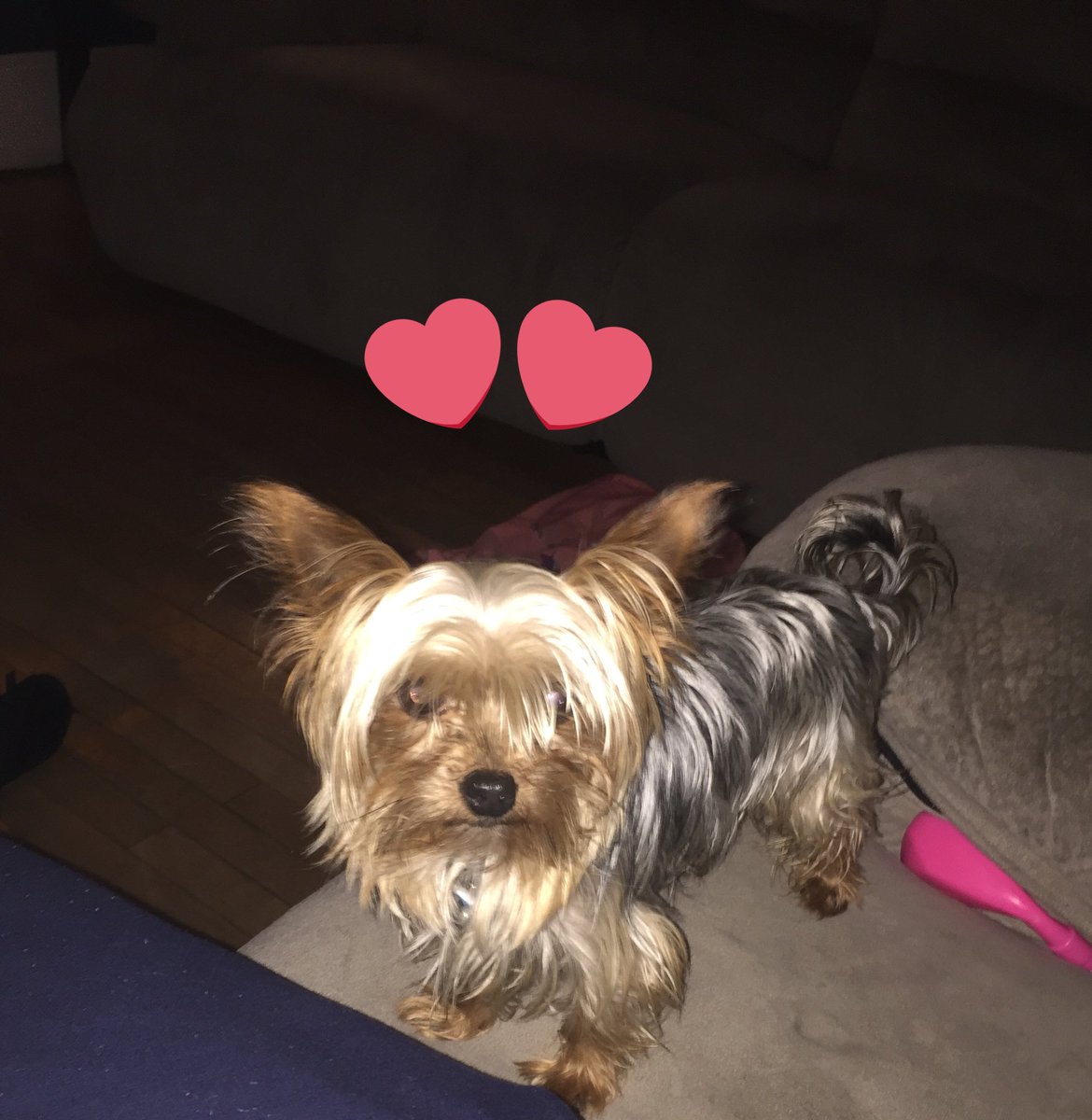 Faithlyn1314's tweet photo. My cutest dog EVER!!&amp;! 😍❤️🐶 https://t.co/15hbTPFka8