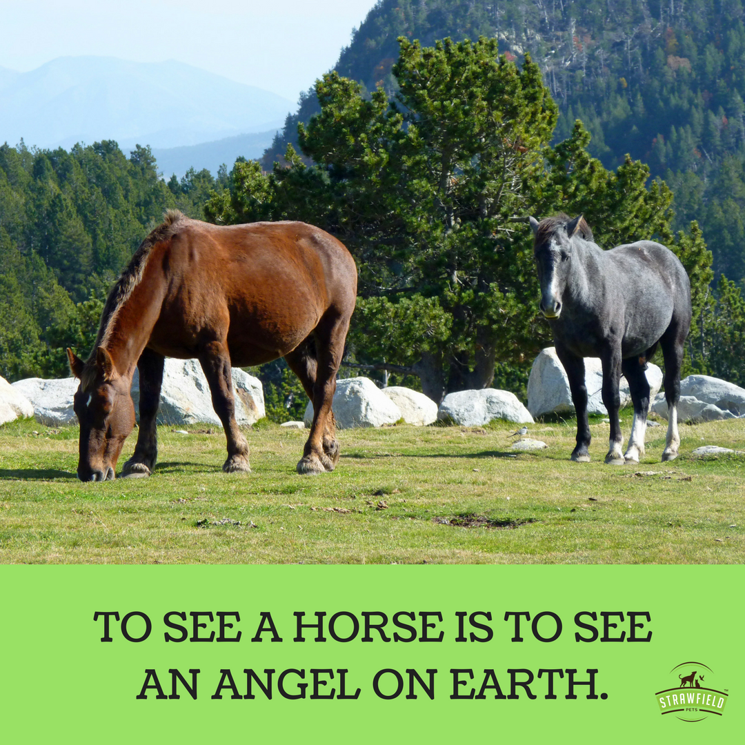 strawfieldpets's tweet photo. Horse - a piece of heaven on Earth
#horses #horsesoftwitter #horselover #horseriding #petlover #petquotes #horsequotes #quoteoftheday https://t.co/55LafW7QQg