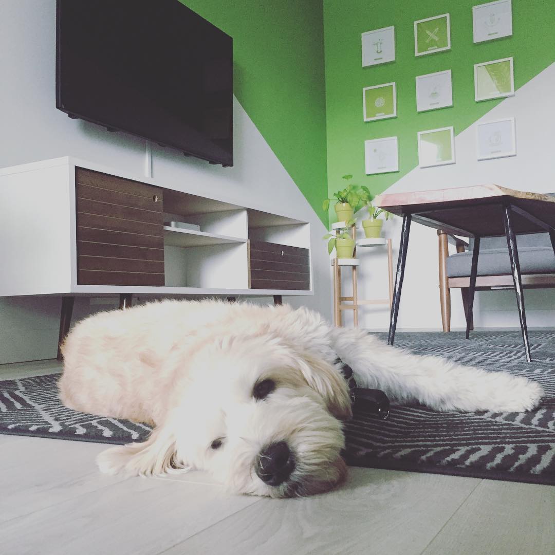 destroythebox's tweet photo. Studio life is RUFF! #Winston #sirwinston #officedog #officedoglife #hardworkingofficedogs #dtbhq #yegdesign #wheatenterrier https://t.co/jnz0LjB4wO
